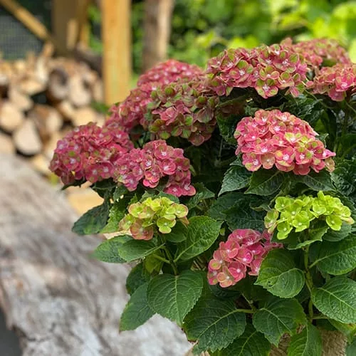 Kerti Hortenzia " Royalty Collection Green Fushion " - Hydrangea macrophylla