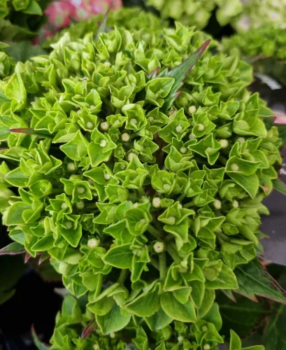 Kerti Hortenzia " Royalty Collection Green Fushion " - Hydrangea macrophylla