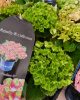Kerti Hortenzia " Royalty Collection Green Fushion " - Hydrangea macrophylla
