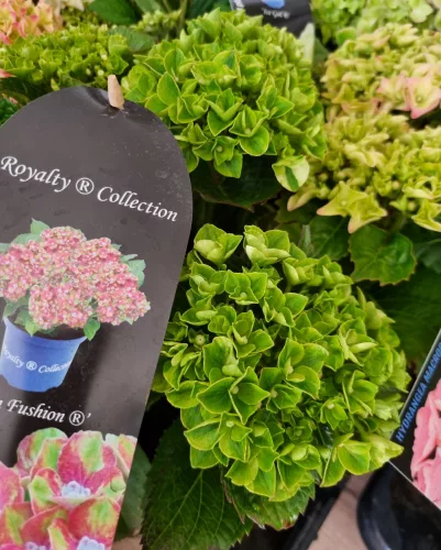 Kerti Hortenzia " Royalty Collection Green Fushion " - Hydrangea macrophylla