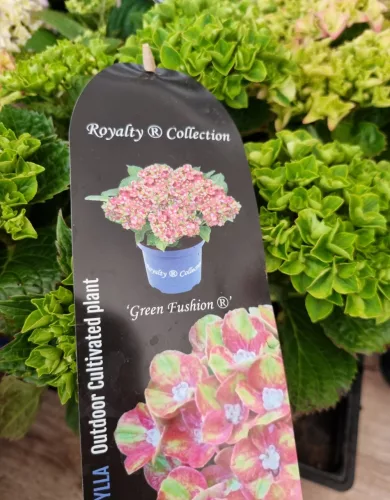 Kerti Hortenzia " Royalty Collection Green Fushion " - Hydrangea macrophylla
