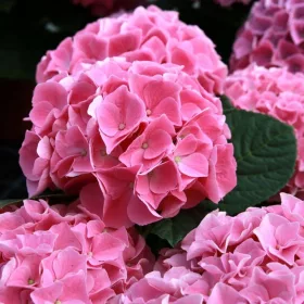   Kerti Hortenzia " Royalty Collection Fabolo Pink" - Hydrangea macrophylla