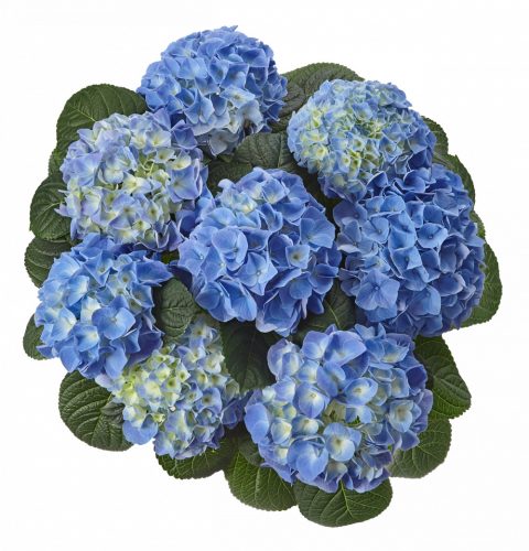 Kerti Hortenzia " Royalty Collection Fabolo Blue" - Hydrangea macrophylla