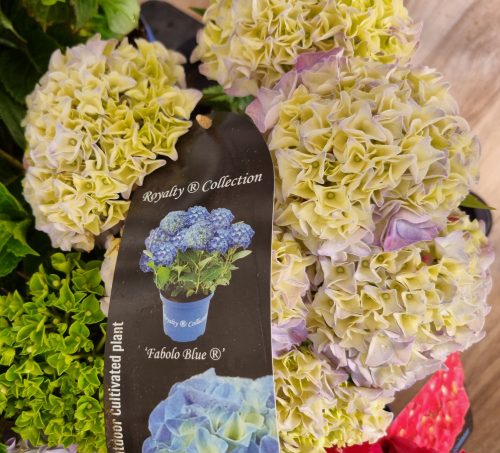 Kerti Hortenzia " Royalty Collection Fabolo Blue" - Hydrangea macrophylla