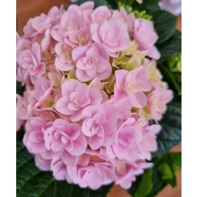  Kerti Hortenzia " Felina Rose" - Hydrangea macrophylla