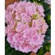Kerti Hortenzia " Felina Rose" - Hydrangea macrophylla