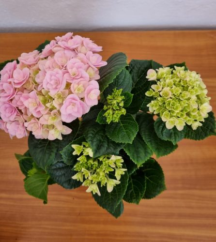 Kerti Hortenzia " Felina Rose" - Hydrangea macrophylla