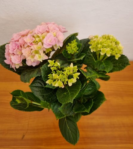Kerti Hortenzia " Felina Rose" - Hydrangea macrophylla