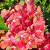 Kerti Hortenzia " Rembrandt Rosso Glory" - Hydrangea macrophylla