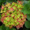 Kerti Hortenzia " Rembrandt Rosso Glory" - Hydrangea macrophylla