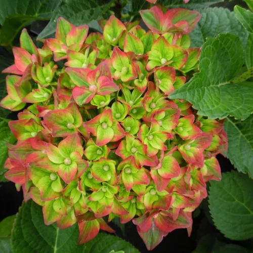 Kerti Hortenzia " Rembrandt Rosso Glory" - Hydrangea macrophylla