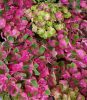 Kerti Hortenzia " Rembrandt Rosso Glory" - Hydrangea macrophylla