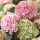 KERTI HORTENZIA " MAGICAL REVOLUTION Rose " - HYDRANGEA MACROPHYLLA - 2L