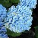 KERTI HORTENZIA " MAGICAL REVOLUTION BLUE " - HYDRANGEA MACROPHYLLA - virágos