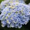 KERTI HORTENZIA " MAGICAL REVOLUTION BLUE " - HYDRANGEA MACROPHYLLA - virágos