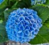 KERTI HORTENZIA " MAGICAL REVOLUTION BLUE " - HYDRANGEA MACROPHYLLA - virágos
