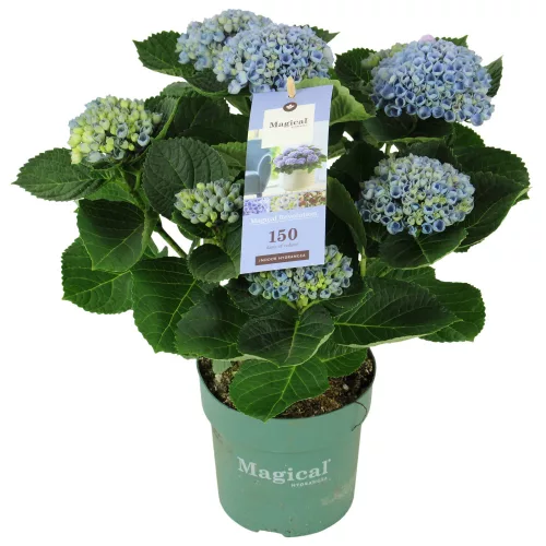 KERTI HORTENZIA " MAGICAL REVOLUTION BLUE " - HYDRANGEA MACROPHYLLA - virágos