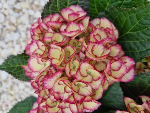 KERTI HORTENZIA " Elfy " - HYDRANGEA MACROPHYLLA