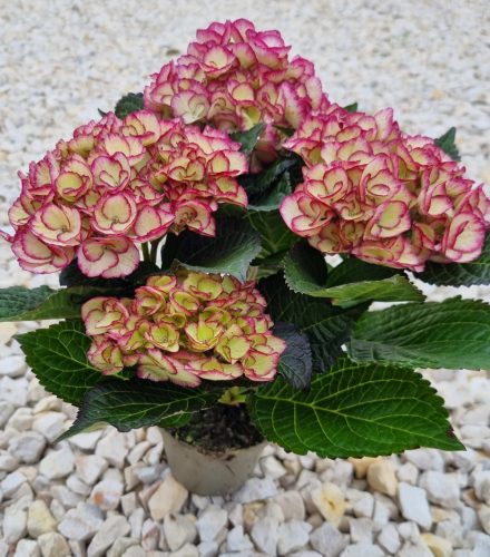 KERTI HORTENZIA " Elfy " - HYDRANGEA MACROPHYLLA