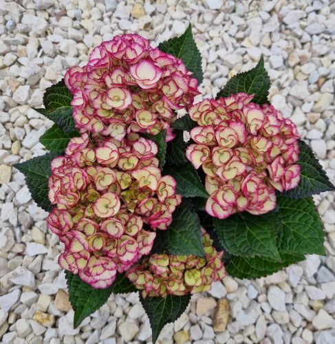 KERTI HORTENZIA " Elfy " - HYDRANGEA MACROPHYLLA