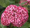 Cserjés hortenzia - Pink Percussion - Hydrangea Arborescens