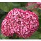 Cserjés hortenzia - Pink Percussion - Hydrangea Arborescens