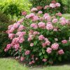 Cserjés hortenzia - Pink Percussion - Hydrangea Arborescens