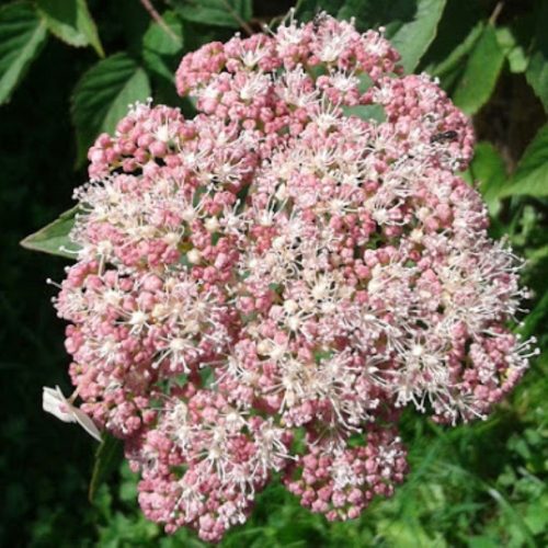 Cserjés hortenzia - Pink Percussion - Hydrangea Arborescens