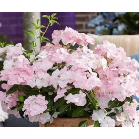 Fátyolhortenzia - Hydrangea French Bolero Pink