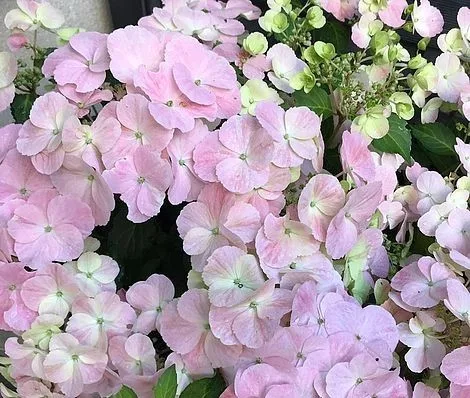 Fátyolhortenzia - Hydrangea French Bolero Pink