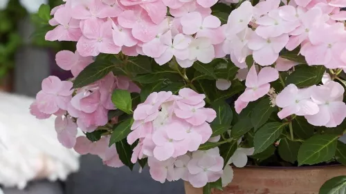 Fátyolhortenzia - Hydrangea French Bolero Pink