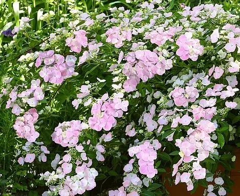 Fátyolhortenzia - Hydrangea French Bolero Pink