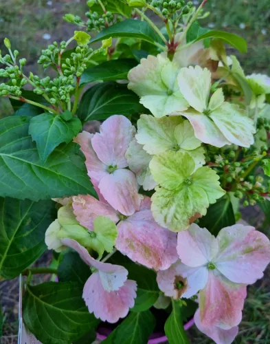 Fátyolhortenzia - Hydrangea French Bolero Pink