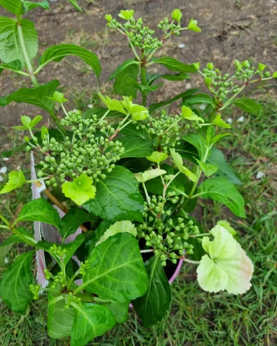 Fátyolhortenzia - Hydrangea French Bolero Pink