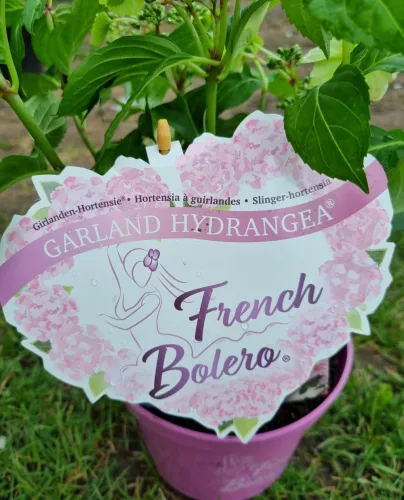Fátyolhortenzia - Hydrangea French Bolero Pink