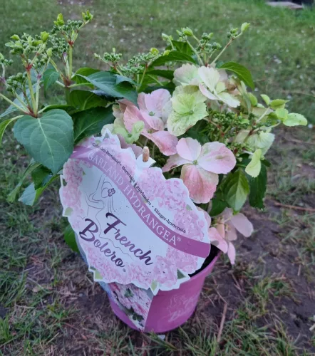 Fátyolhortenzia - Hydrangea French Bolero Pink