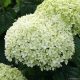 Cserjés hortenzia - Bella Ragazza Limetta - Hydrangea Arborescens