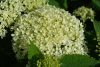 Cserjés hortenzia - Bella Ragazza Limetta - Hydrangea Arborescens