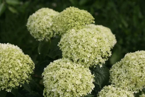Cserjés hortenzia - Bella Ragazza Limetta - Hydrangea Arborescens