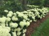 Cserjés hortenzia - Bella Ragazza Limetta - Hydrangea Arborescens