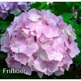   KERTI HORTENZIA " Frillibet" - HYDRANGEA MACROPHYLLA
