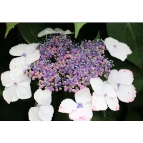   KERTI HORTENZIA " Tokyo Delight" - HYDRANGEA MACROPHYLLA