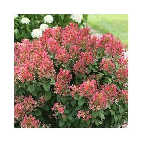 Bugás Hortenzia - Hydrangea paniculata 