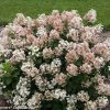 Bugás Hortenzia - Hydrangea paniculata 