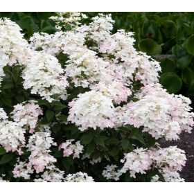   Bugás Hortenzia - 'Living Touch of Pink' - Hydrangea paniculata