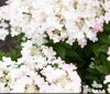 Bugás Hortenzia - 'Living Touch of Pink' - Hydrangea paniculata