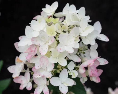 Bugás Hortenzia - 'Living Touch of Pink' - Hydrangea paniculata