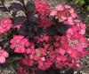 Fűrészeslevelű hortenzia - Hydrangea Serrata "Dare Devil" K3