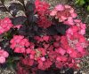 Fűrészeslevelű hortenzia - Dare Devil - Hydrangea Serrata