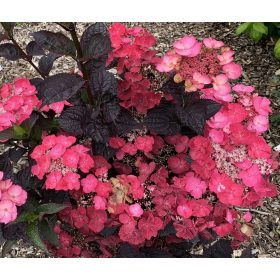   Fűrészeslevelű hortenzia - Hydrangea Serrata "Dare Devil" K3